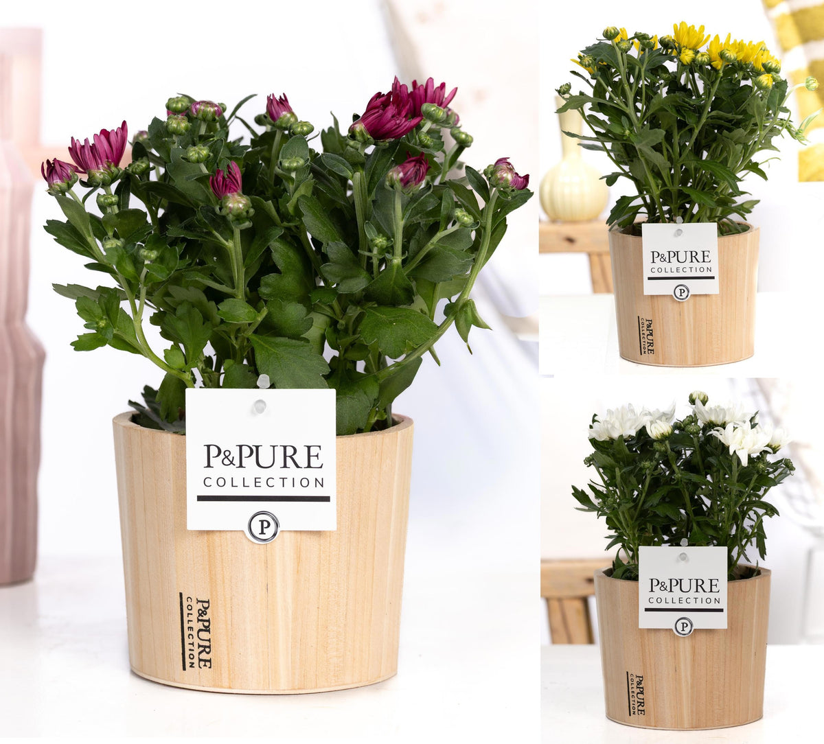 Chrysanthemum double mix 25cm 12cm Pot