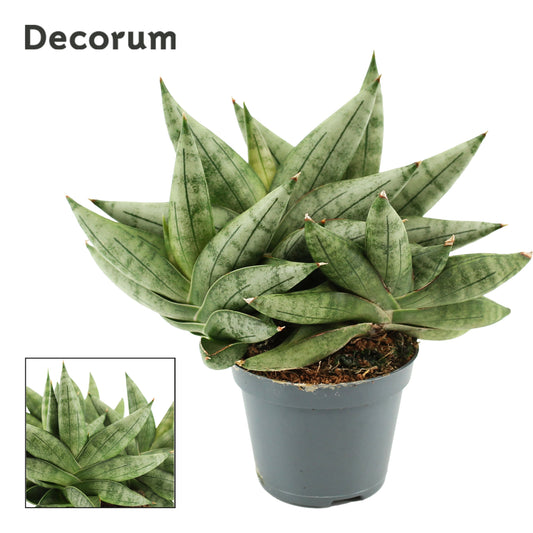 Sansevieria 12cm 6cm Pot