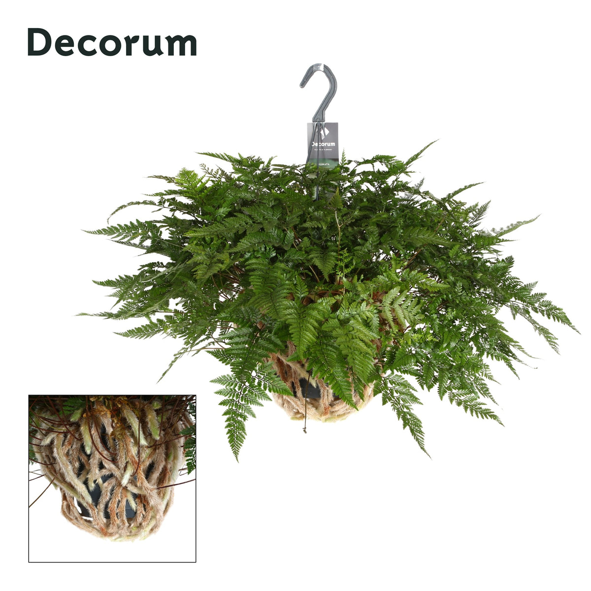 Humata tyermannii 45cm 17cm Pot