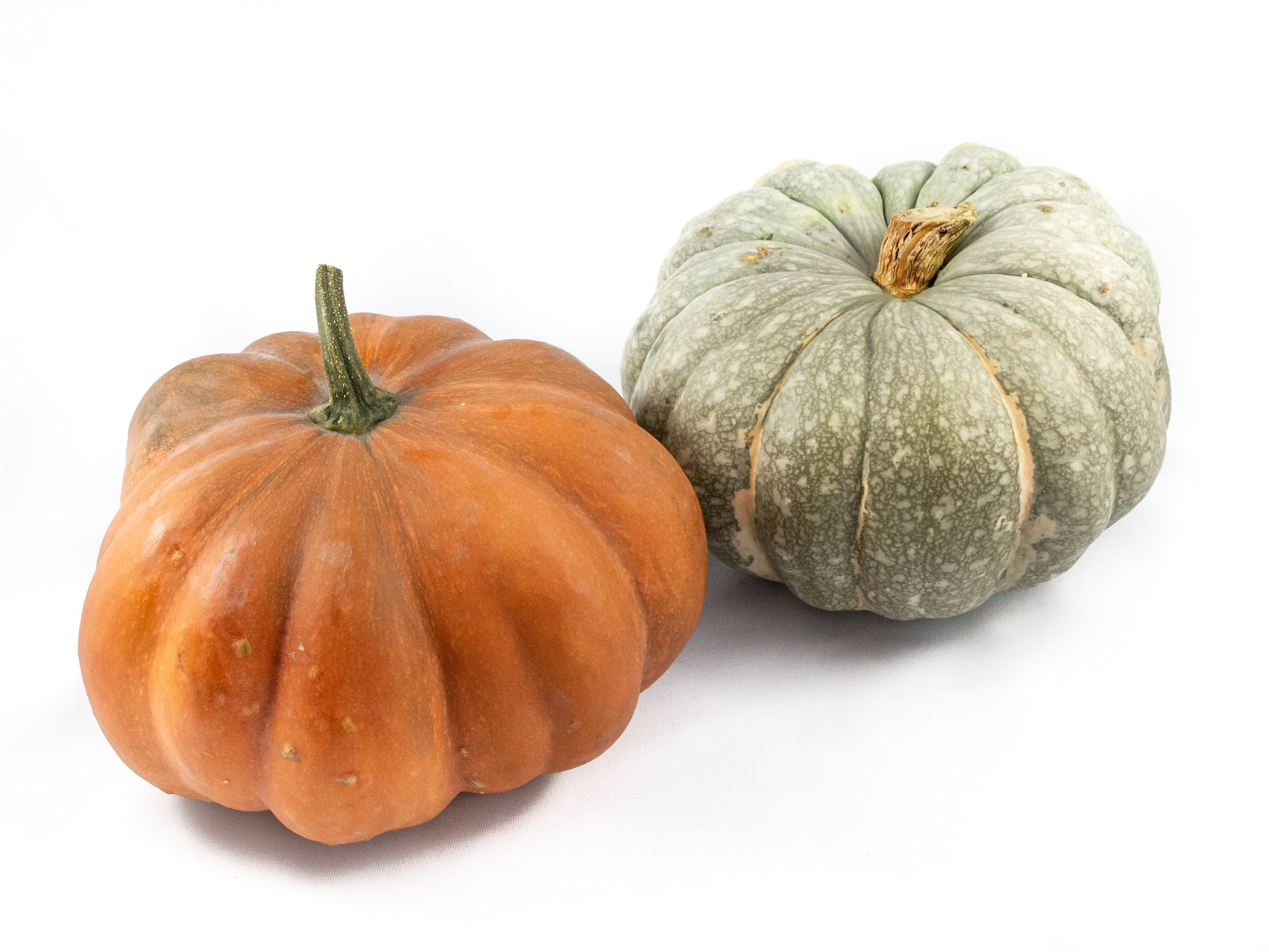 Cucurbita pepo mix 30cm 30cm Pot