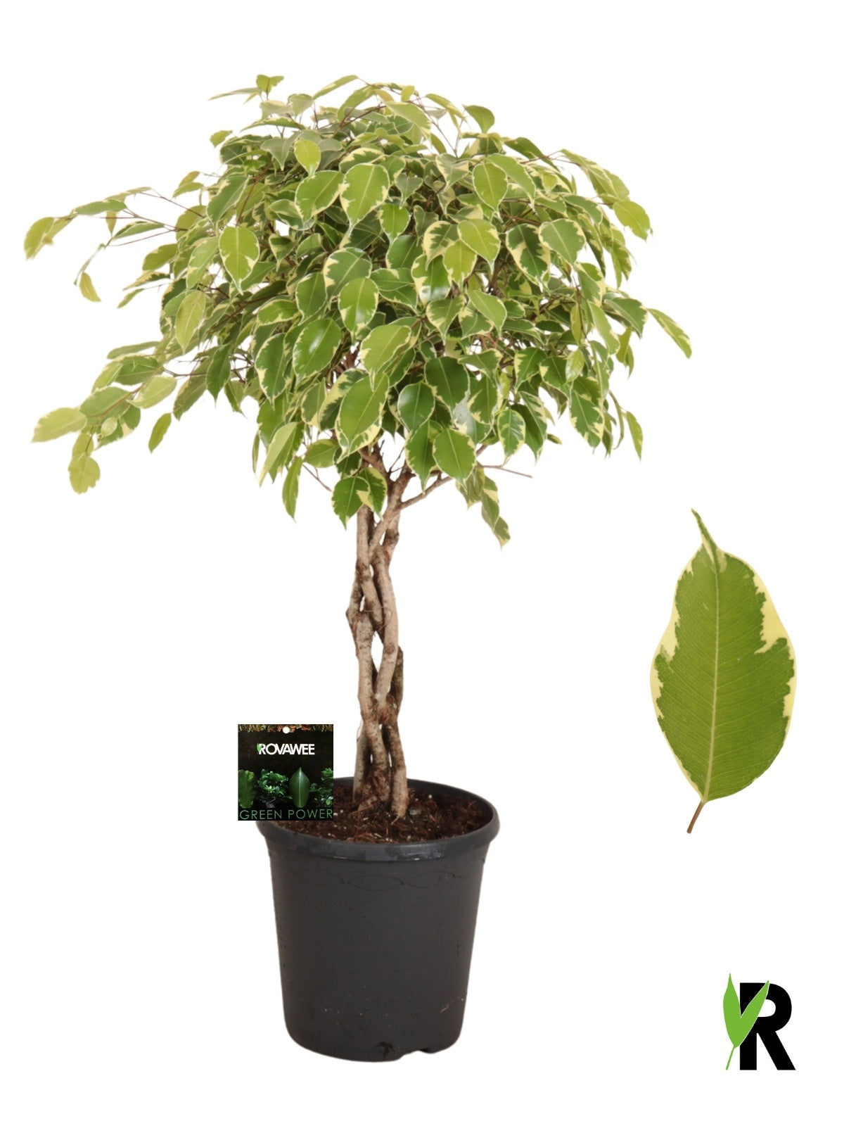 Ficus benjamina Golden King 90cm 23cm Pot