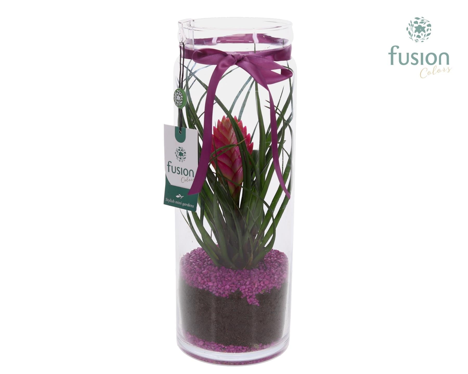 arr. Bromelia 35cm 12cm Pot