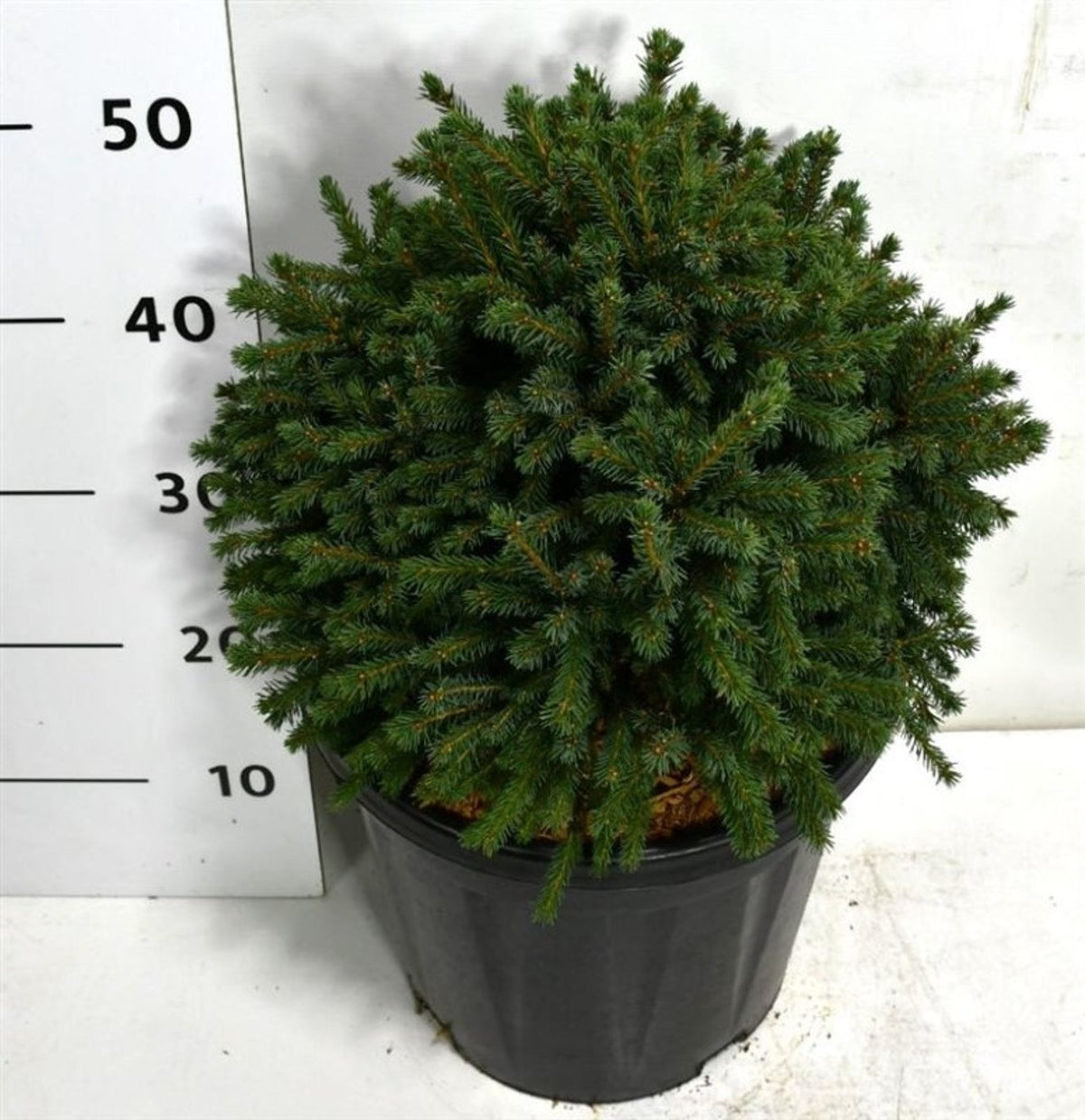 Picea gl. Echiniformis 55cm 27cm Pot