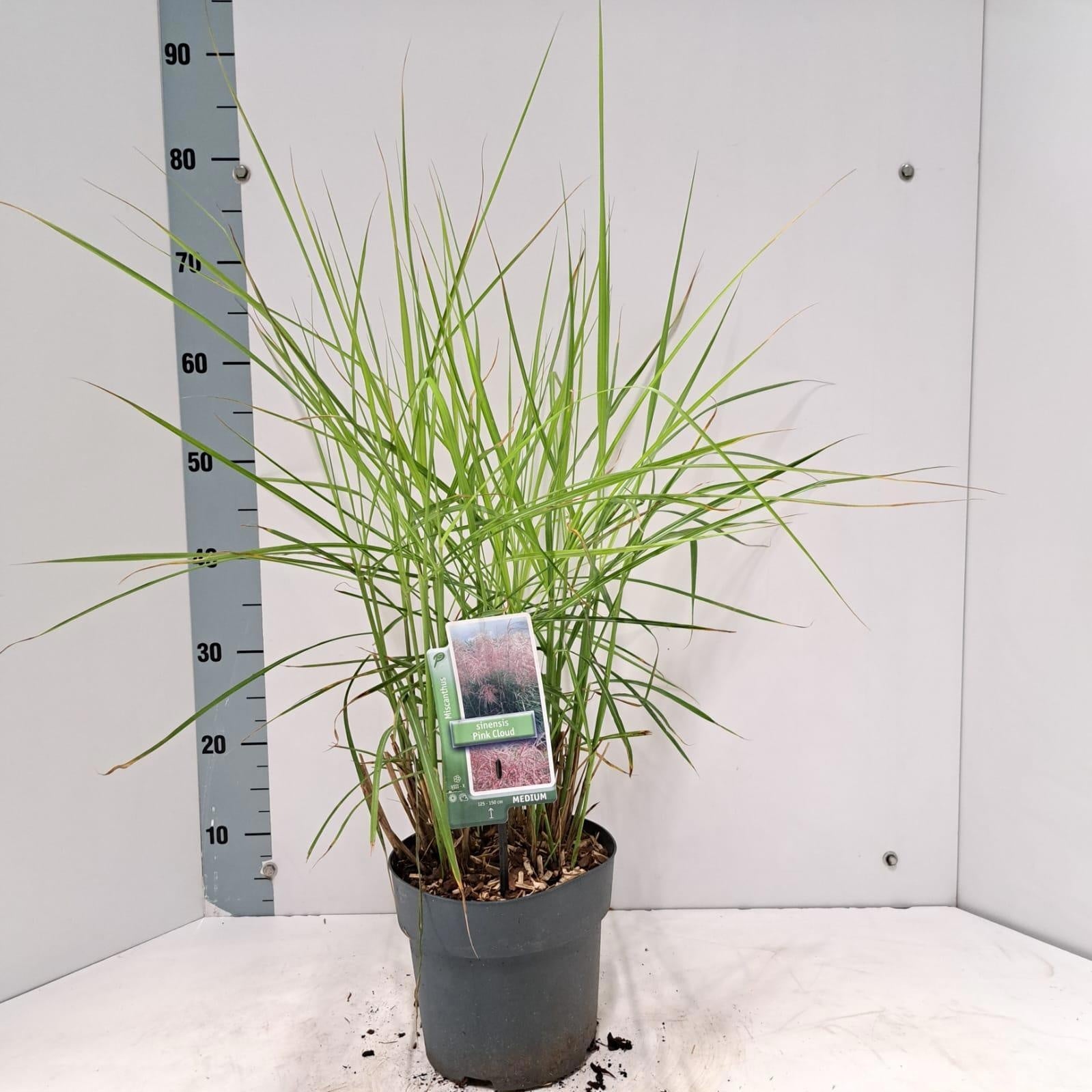 Miscanthus sinensis 75cm 19cm Pot