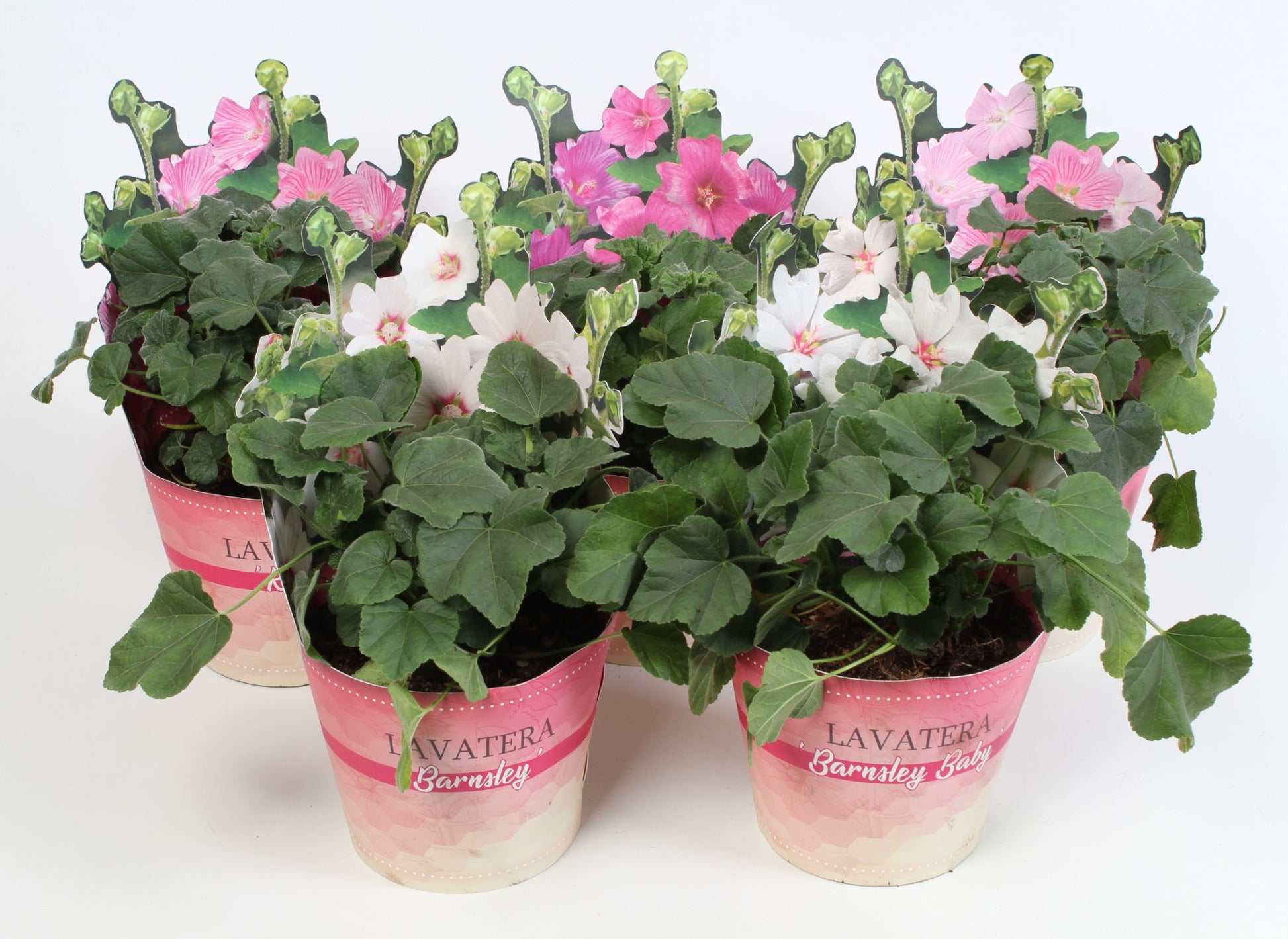 Lavatera mix 50cm 17cm Pot