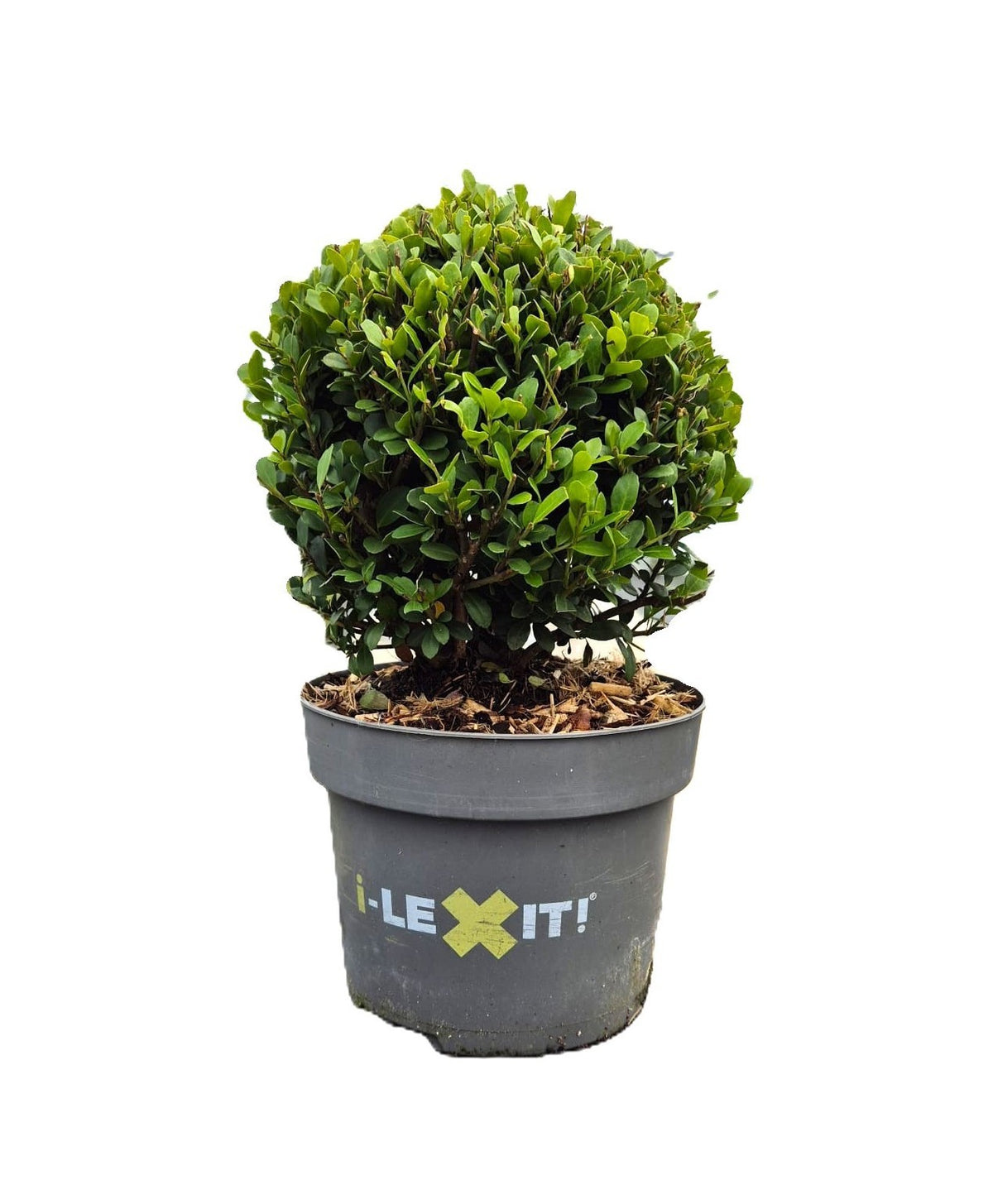Ilex crenata Dark Green ball 30cm 17cm Pot