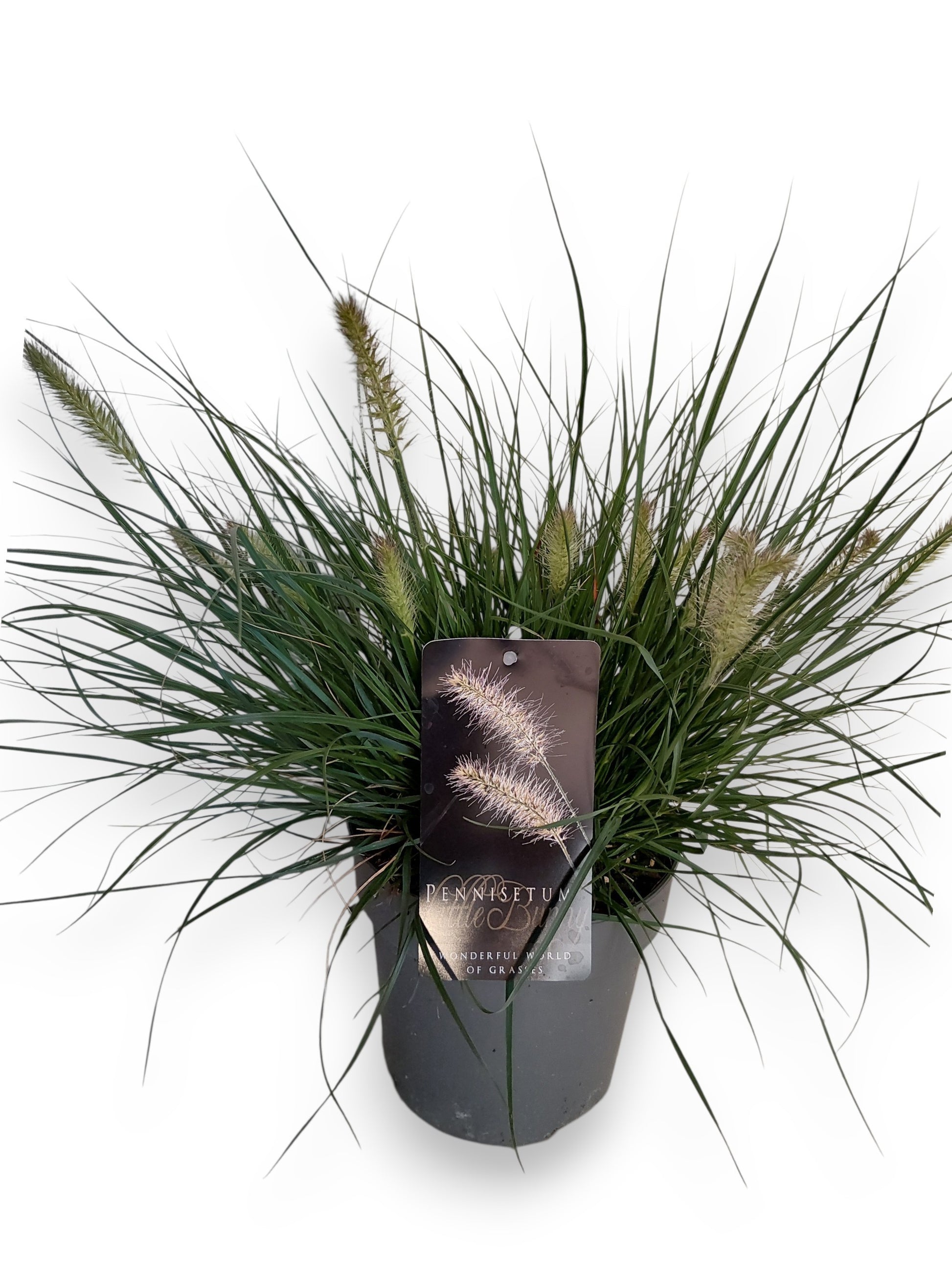 Pennisetum Little Bunny 40cm 19cm Pot