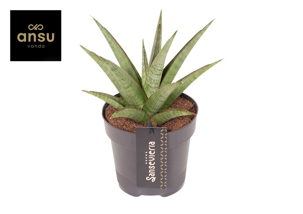 Sansevieria 35cm 12cm Pot