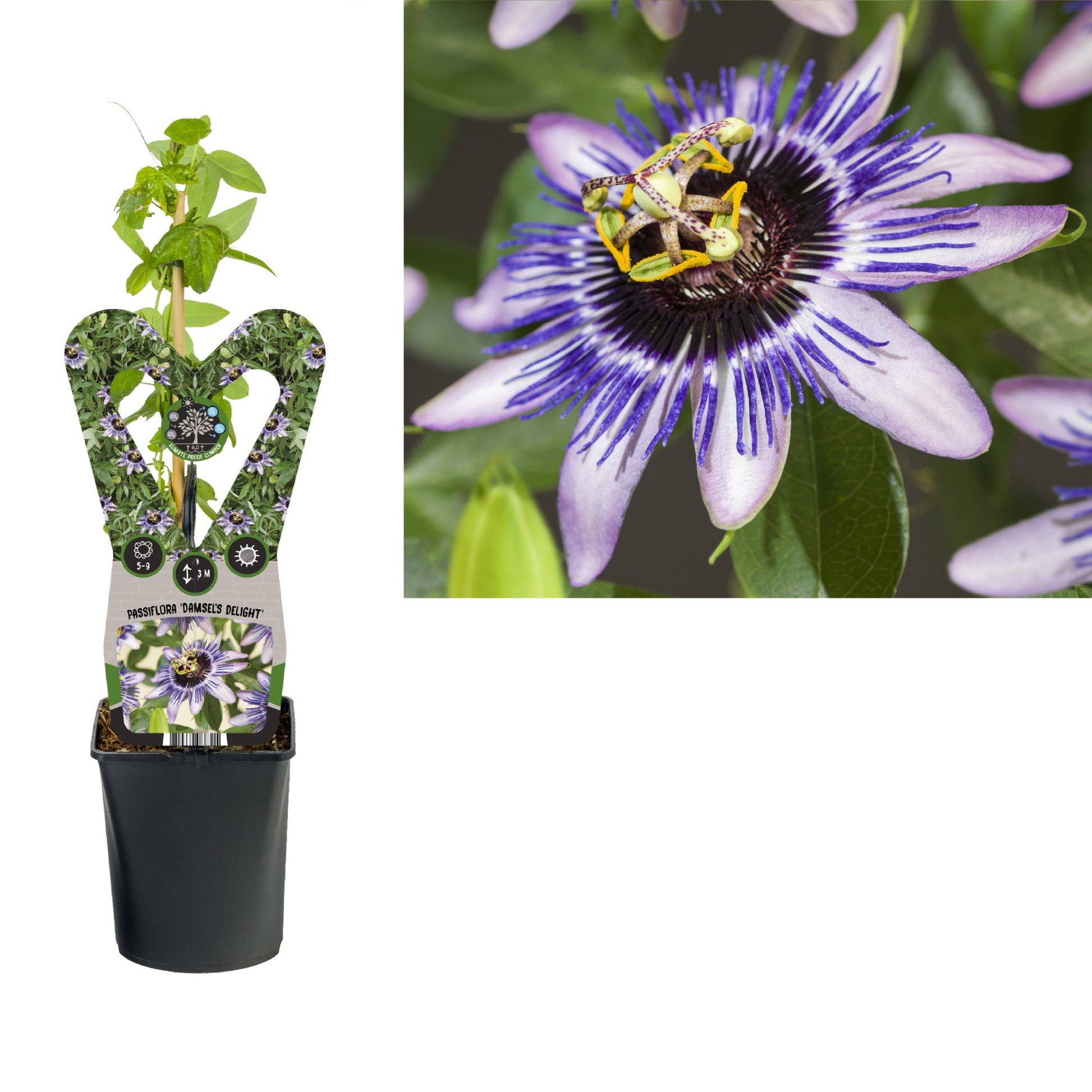 Passiflora Damsel's Delight 40cm 11cm Pot