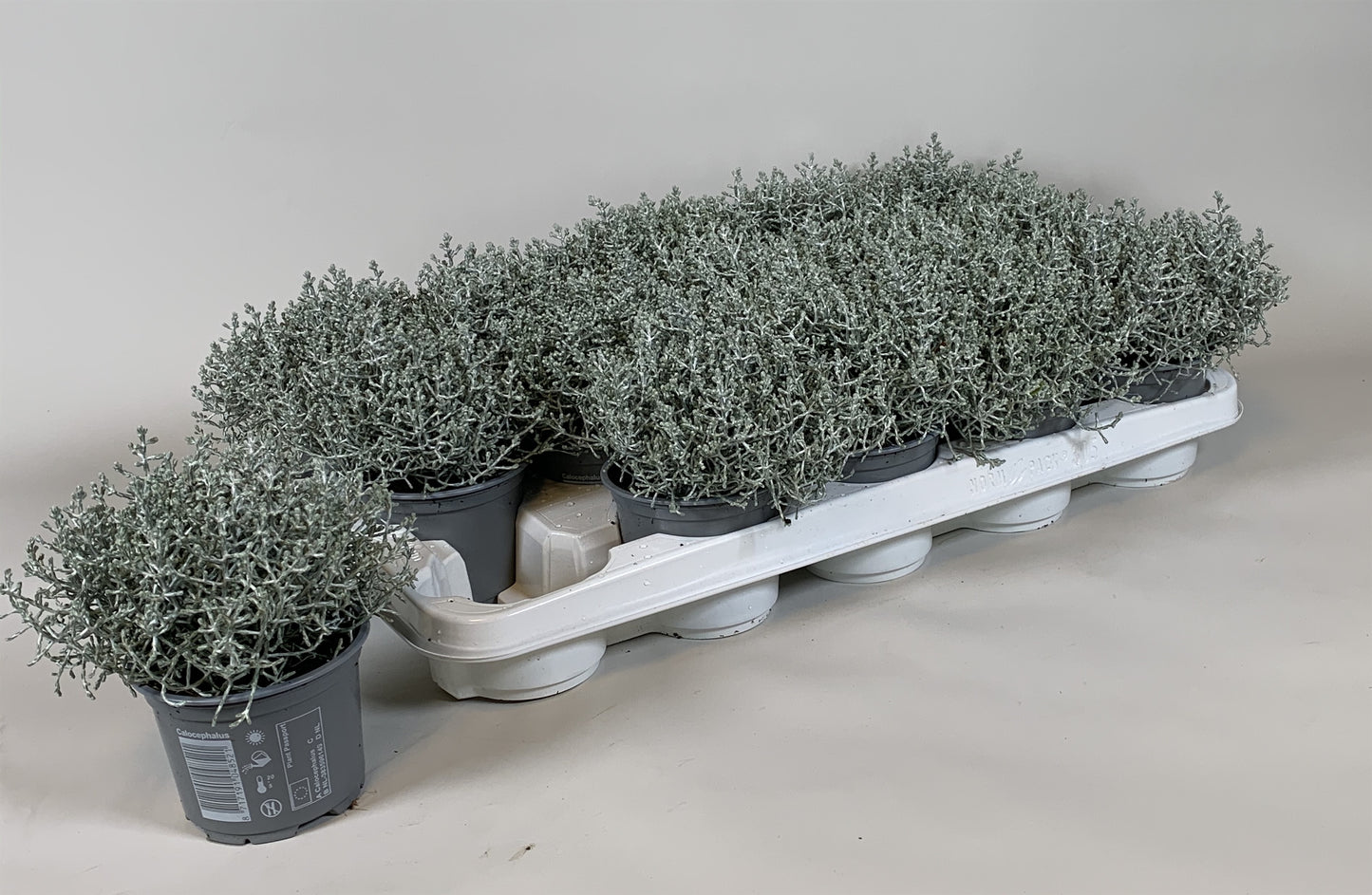 Leucophyta Brownii Silvercarlos 18cm 510cm Pot