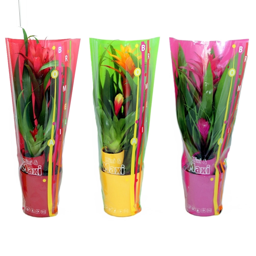 Guzmania arrangement 45cm 13cm Pot