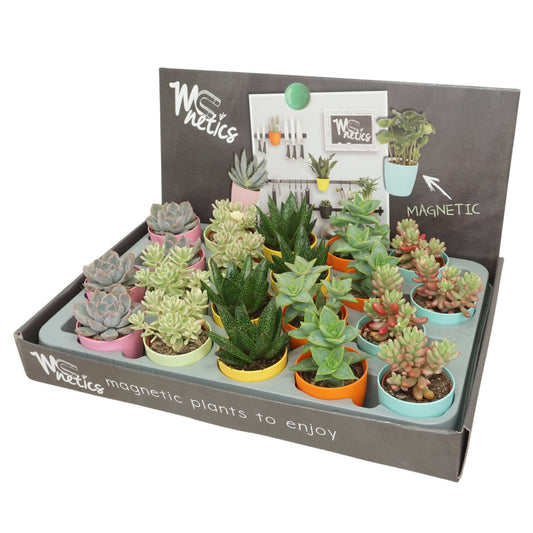 Succulent mix 10cm 5.5cm Pot