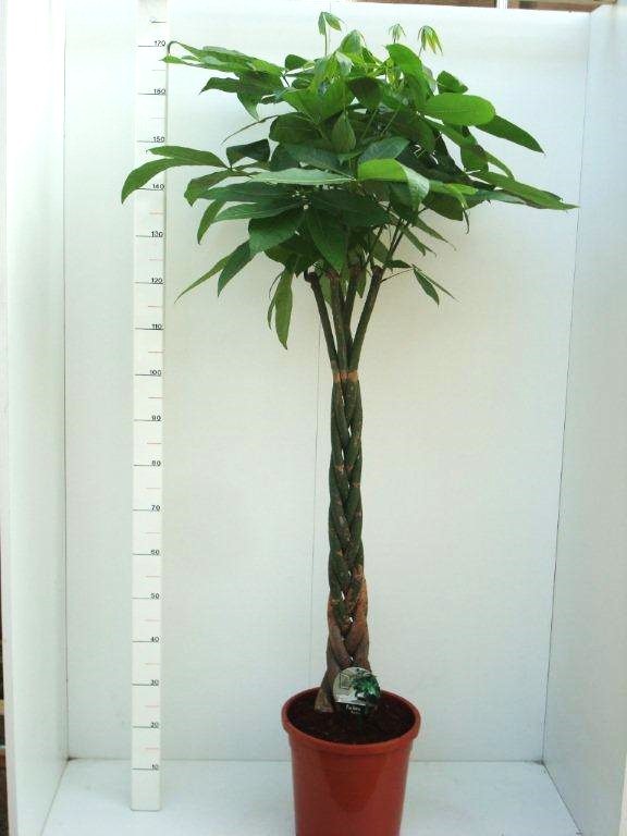 Pachira aquatica 155cm 31cm Pot