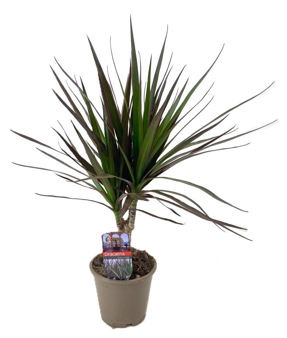 Dracaena Magenta 45cm 12cm Pot