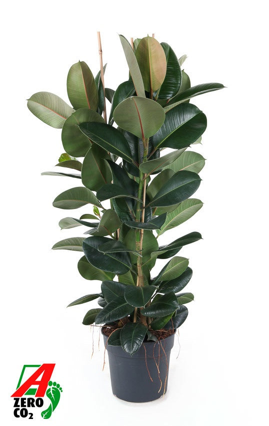 Ficus Robusta 150cm 34cm Pot