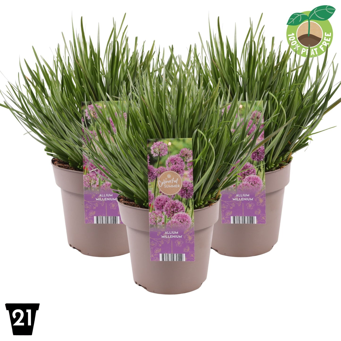 Allium Millennium 40cm 21cm Pot