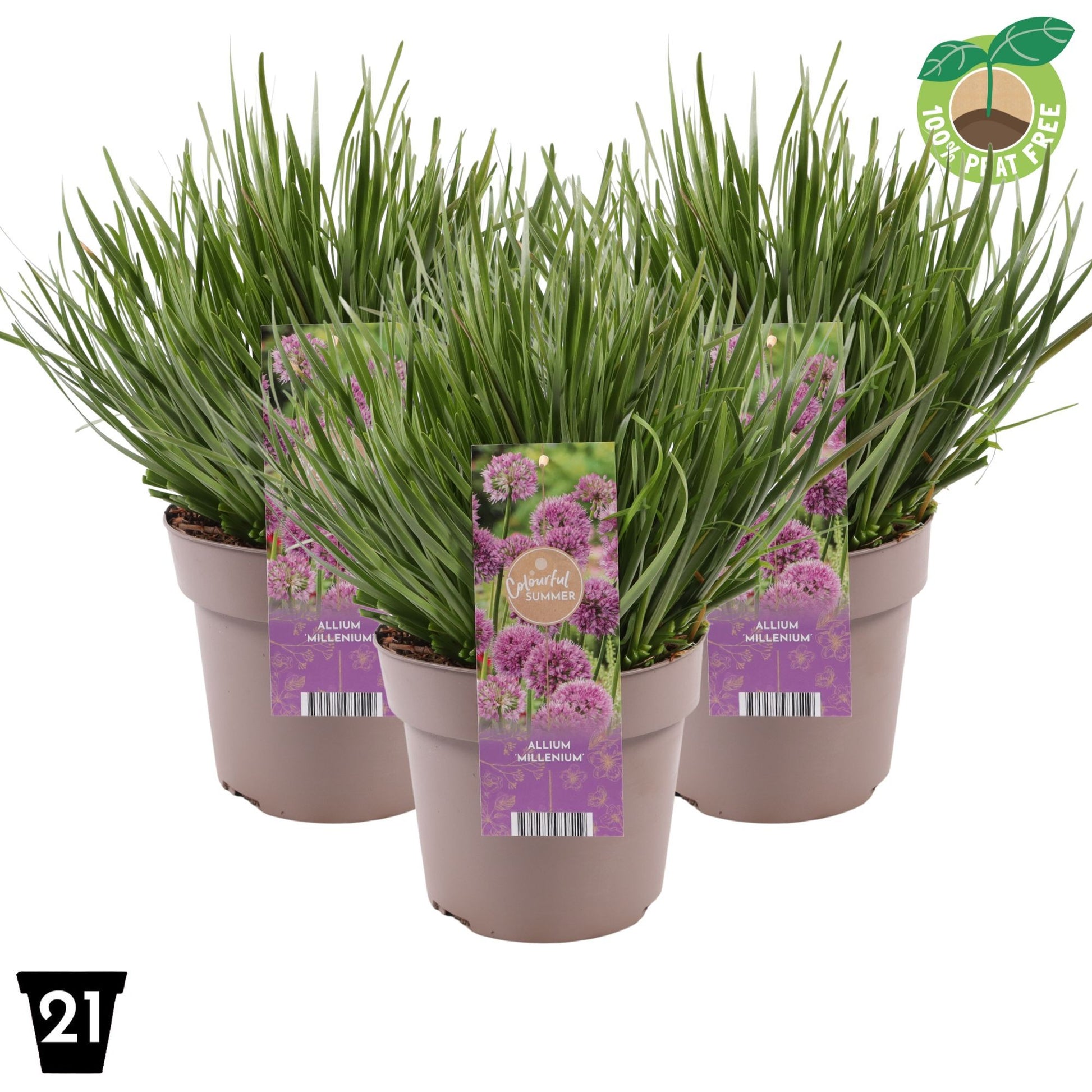 Allium Millennium 40cm 21cm Pot