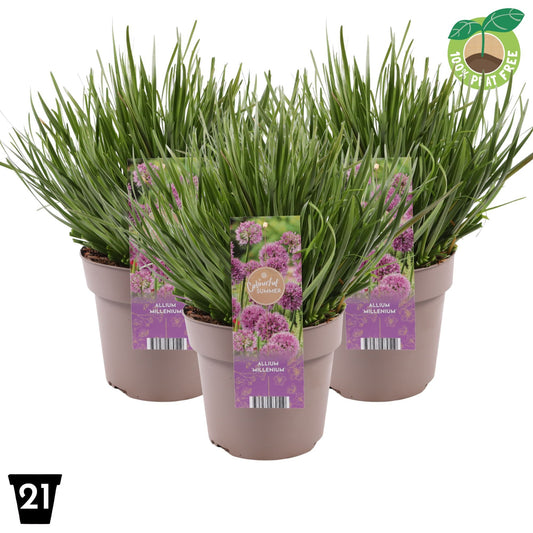 Allium Millennium 40cm 21cm Pot
