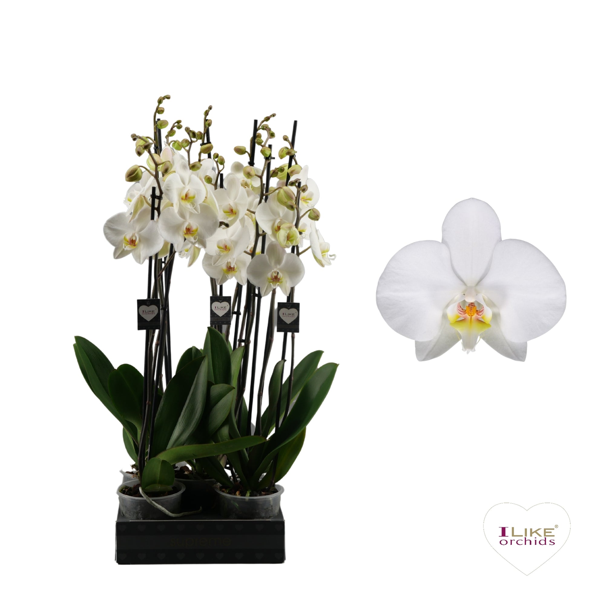 Phalaenopsis Leeds 75cm 12cm Pot