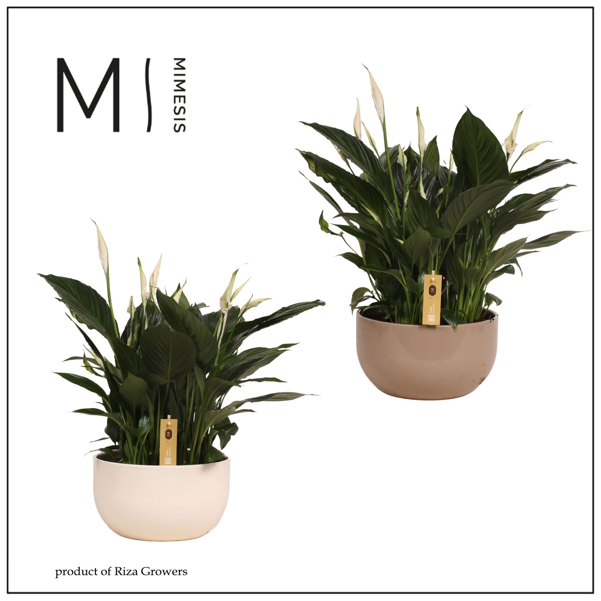 Spathiphyllum Pico Cupido 55cm 26cm Pot