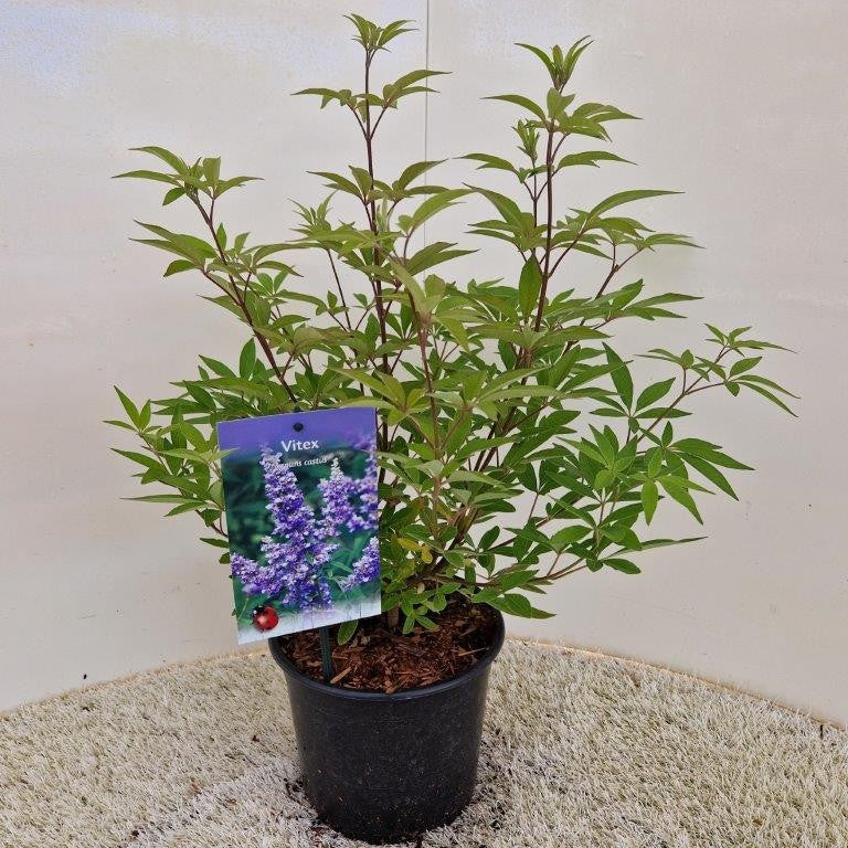 Vitex agnus-castus 40cm 19cm Pot