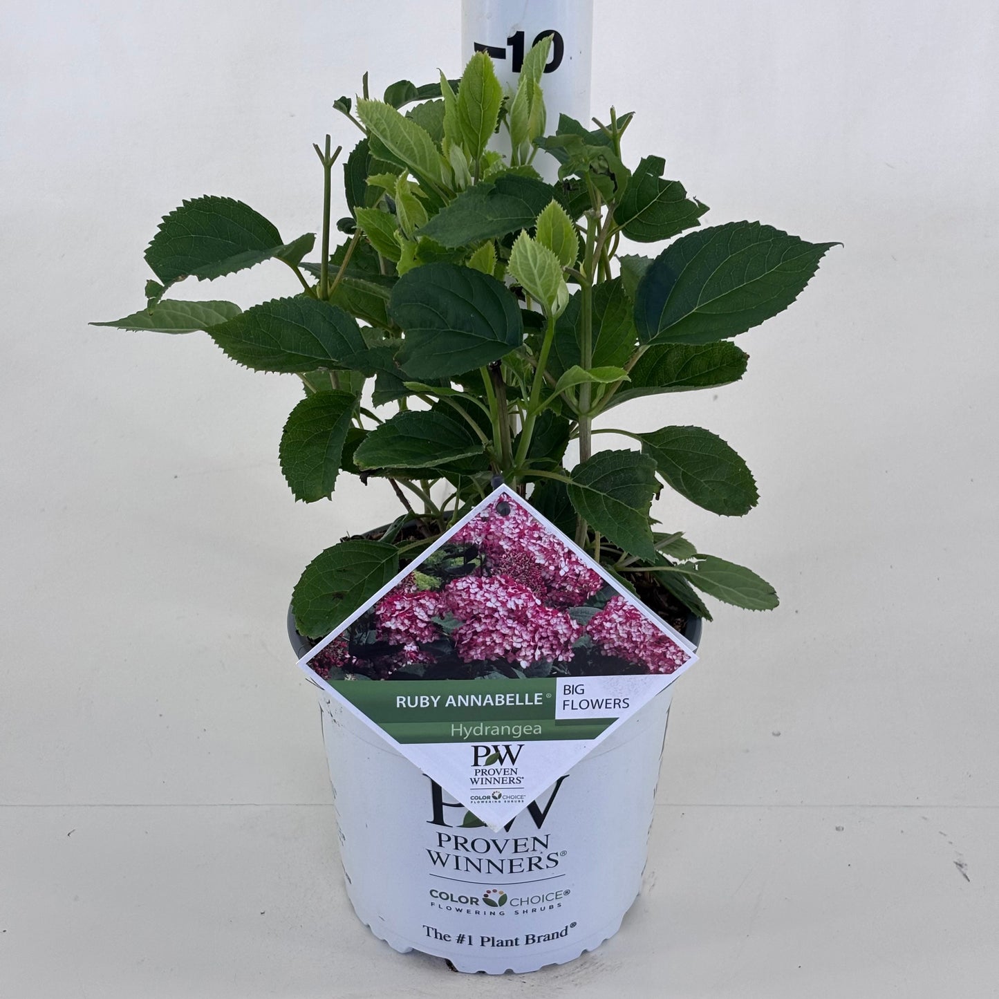 Hydrangea arborescens mix 25cm 19cm Pot