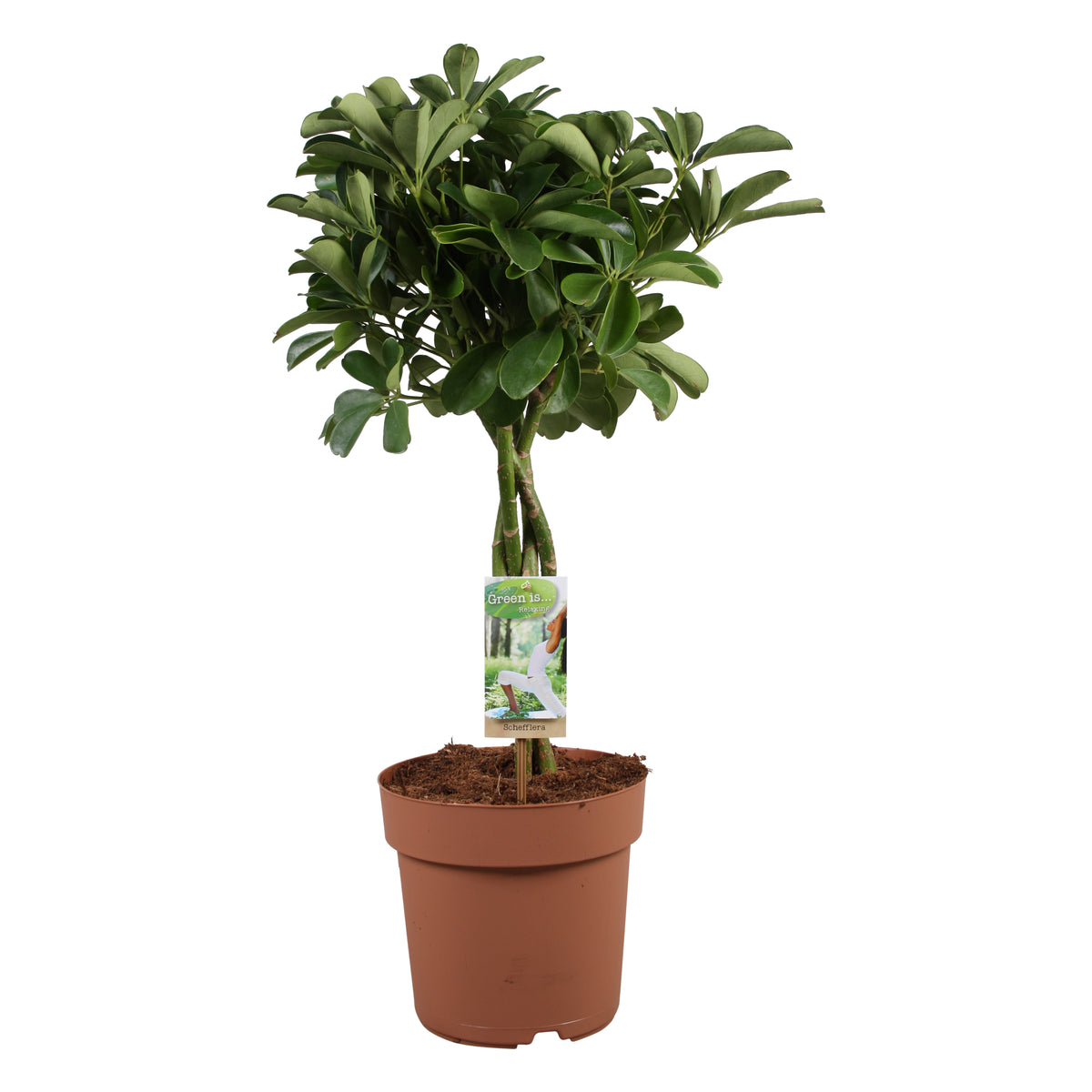 Schefflera Nora 70cm 21cm Pot