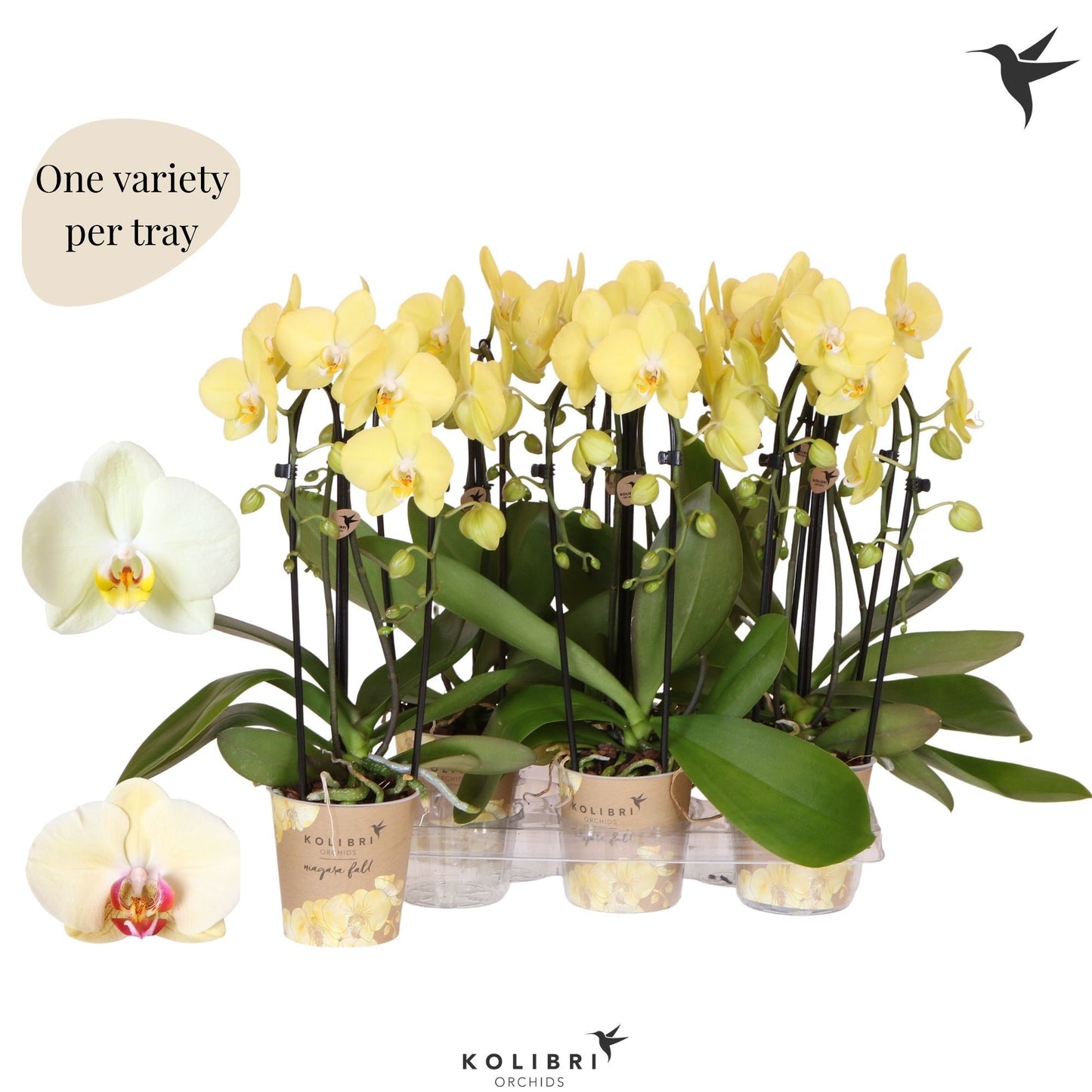 Phalaenopsis yellow cascade 45cm 12cm Pot