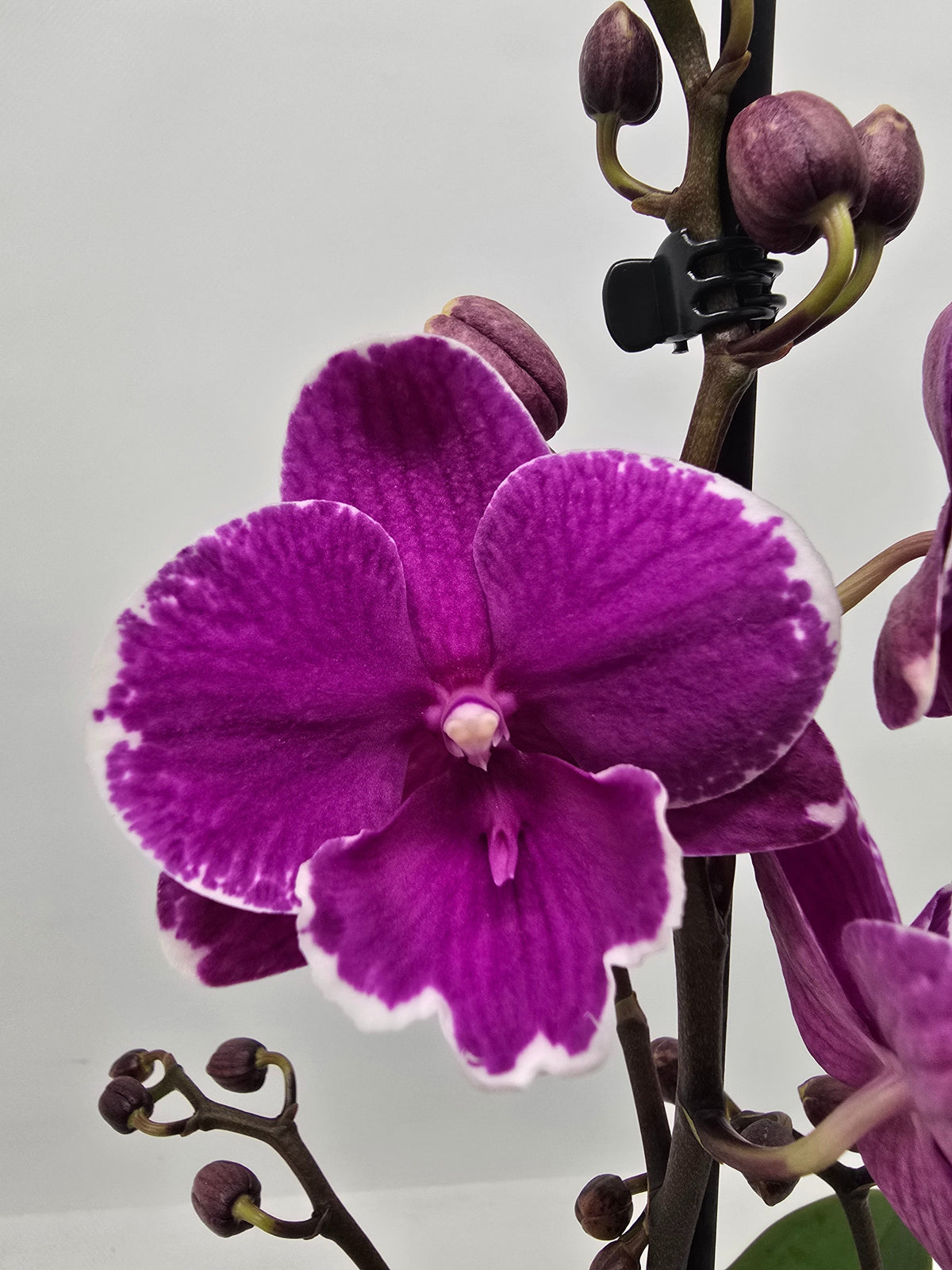Phalaenopsis Hybrid 50cm 12cm Pot