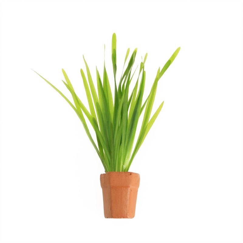 Vallisneria asiatica 5cm 2cm Pot