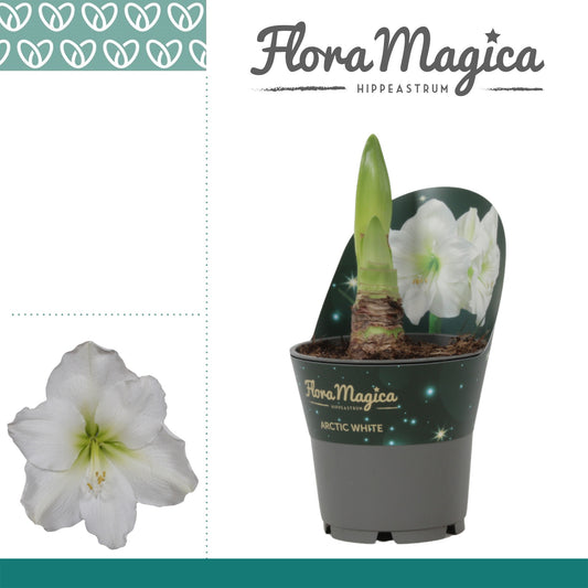 Hippeastrum 25cm 12cm Pot