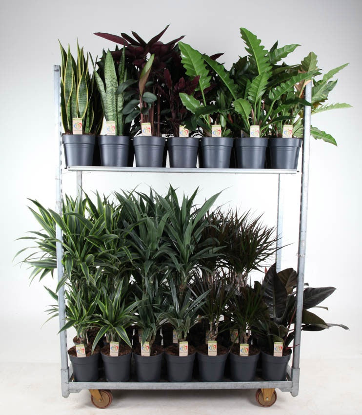 Foliage houseplants mix 80cm 19cm Pot