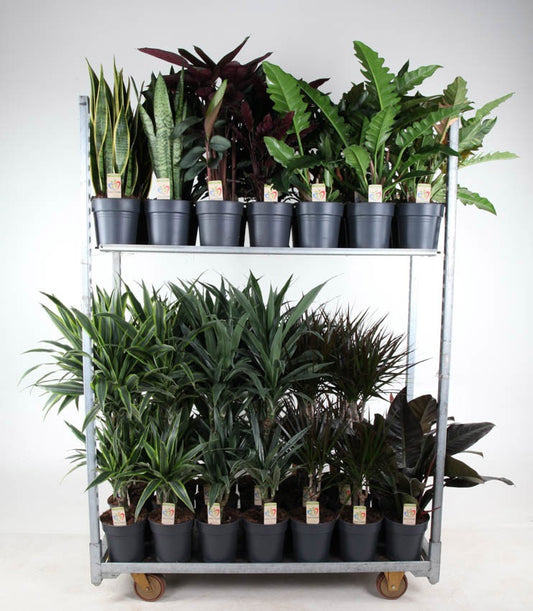 Foliage houseplants mix 80cm 19cm Pot