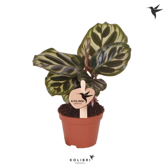 Calathea makoyana 15cm 6cm Pot