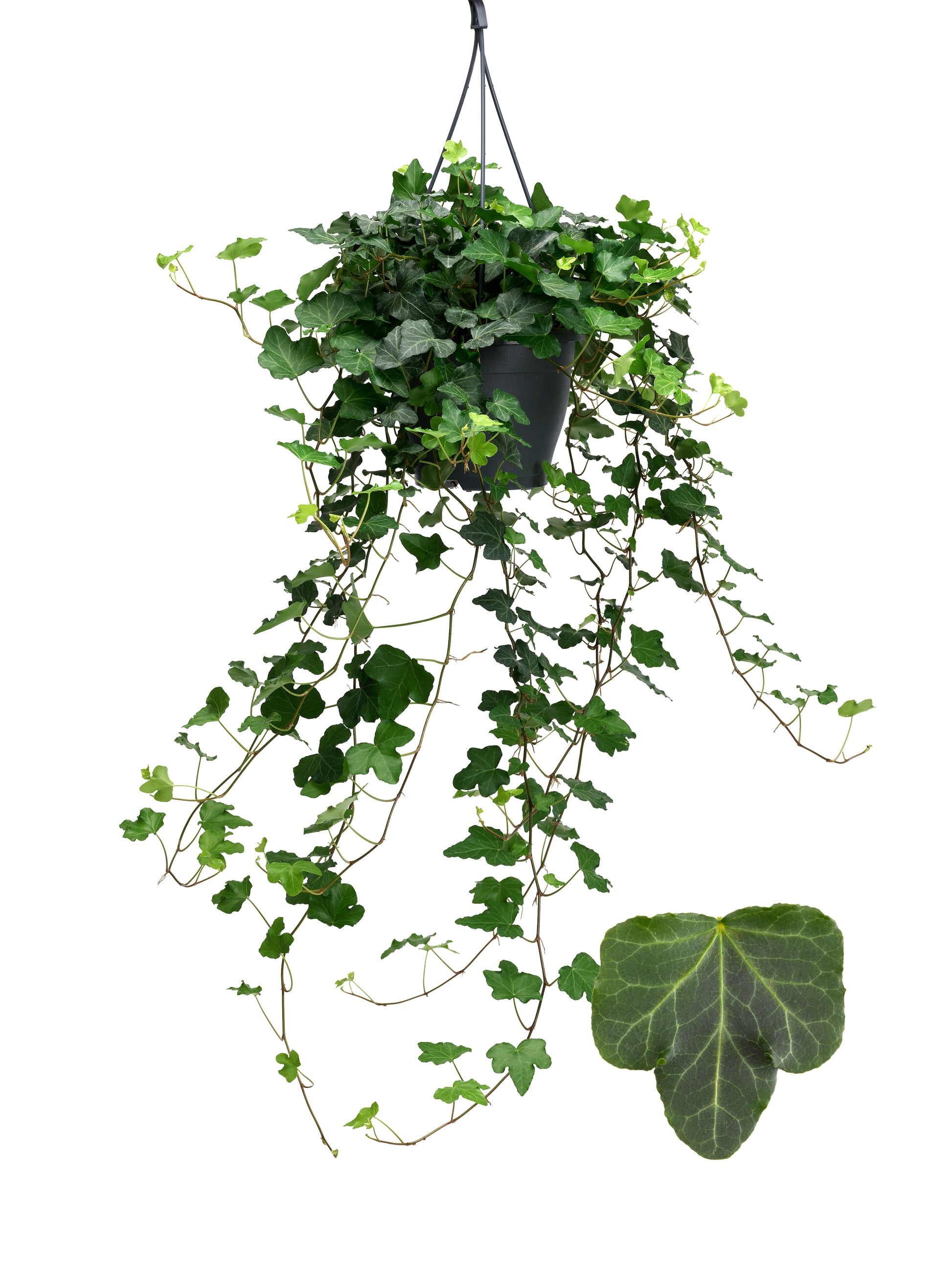 Berg Hedera Hedera helix Wonder Pack of 4
