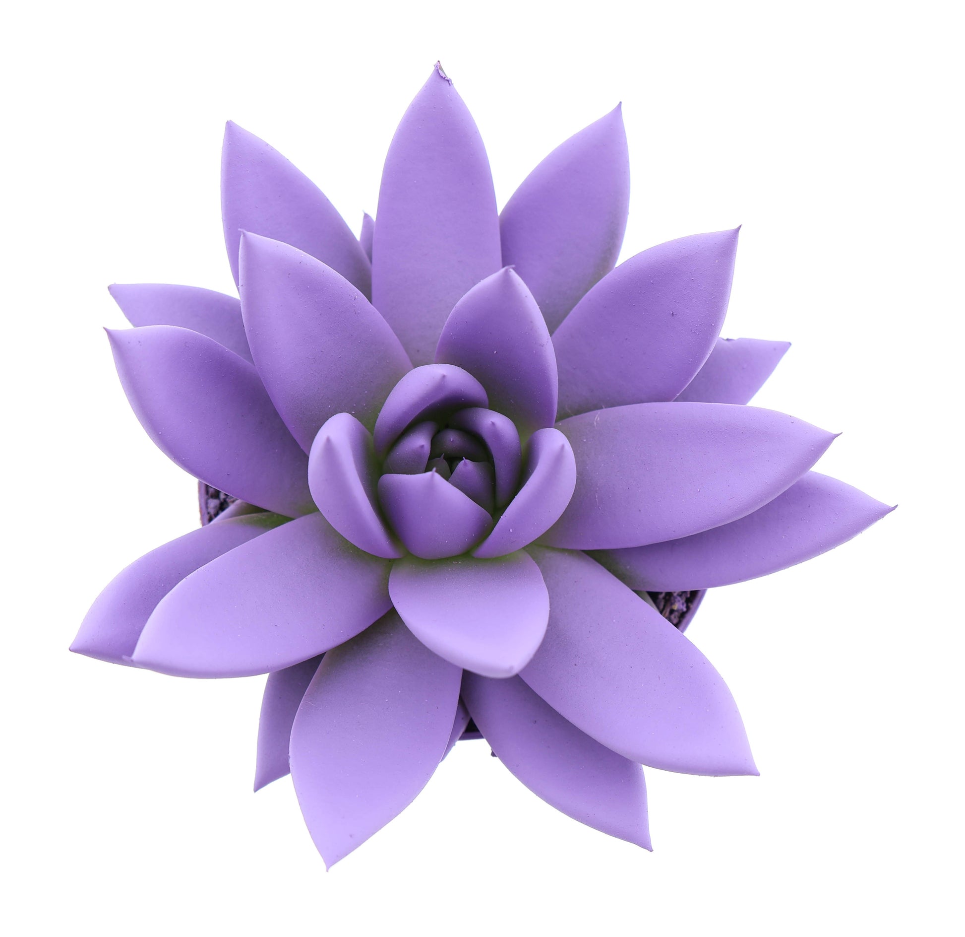 Euro Cactus Holland Bv Rainbow purple Pack of 12
