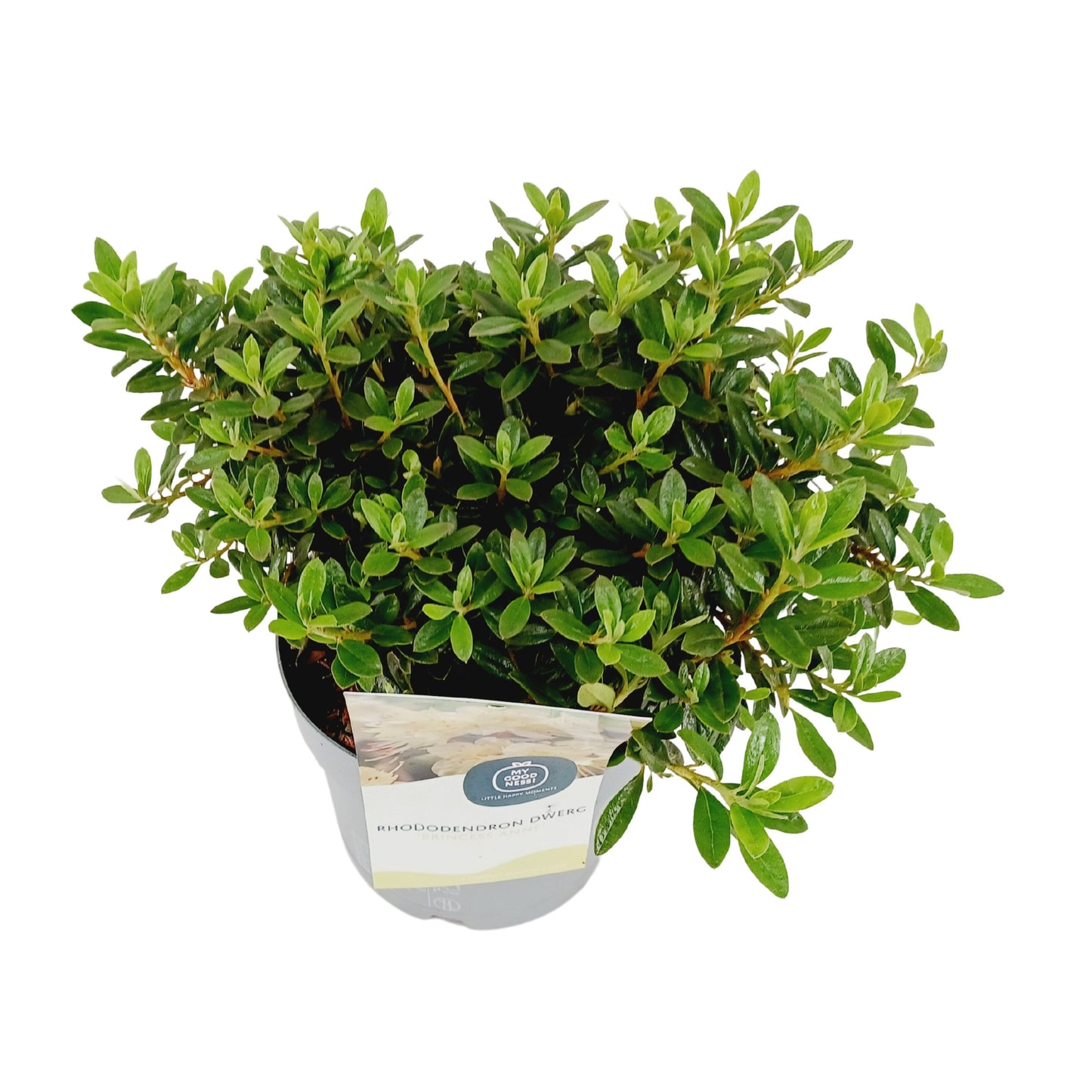 Leybaert BVBA Rhododendron keiskei Princess Anne Pack of 1