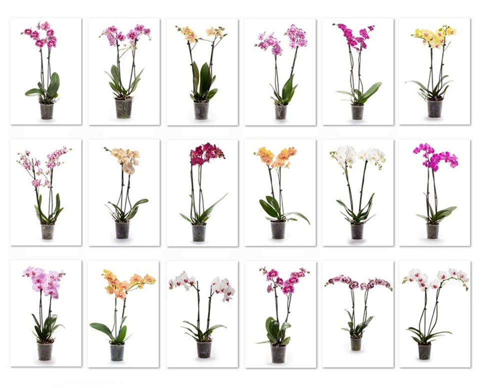 VG Orchids Phalaenopsis Hybrid Pack of 6