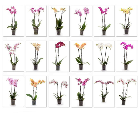 VG Orchids Phalaenopsis Hybrid Pack of 6