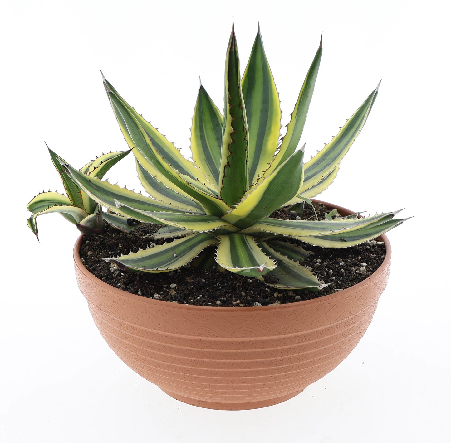 Agave lophantha 20cm 23cm Pot
