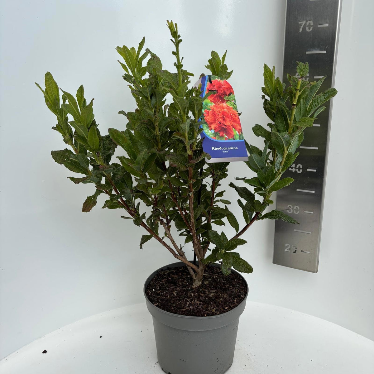 Rhododendron mollis mix 65cm 23cm Pot