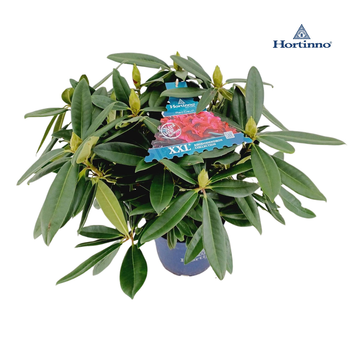 Rhododendron XXL Collection mix 60cm 23cm Pot