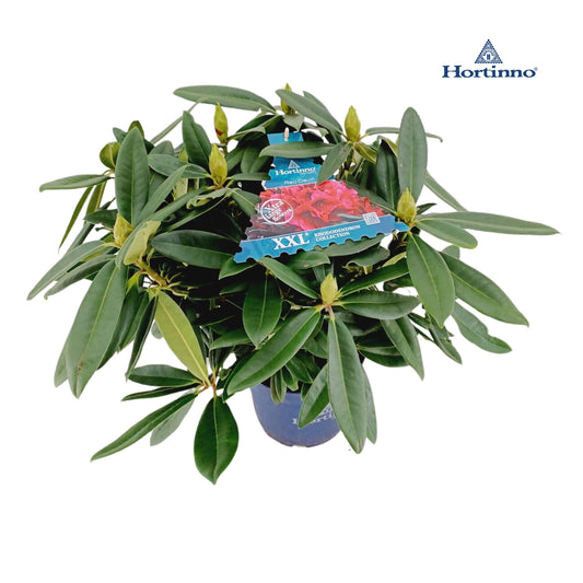 Rhododendron XXL Collection mix 60cm 23cm Pot