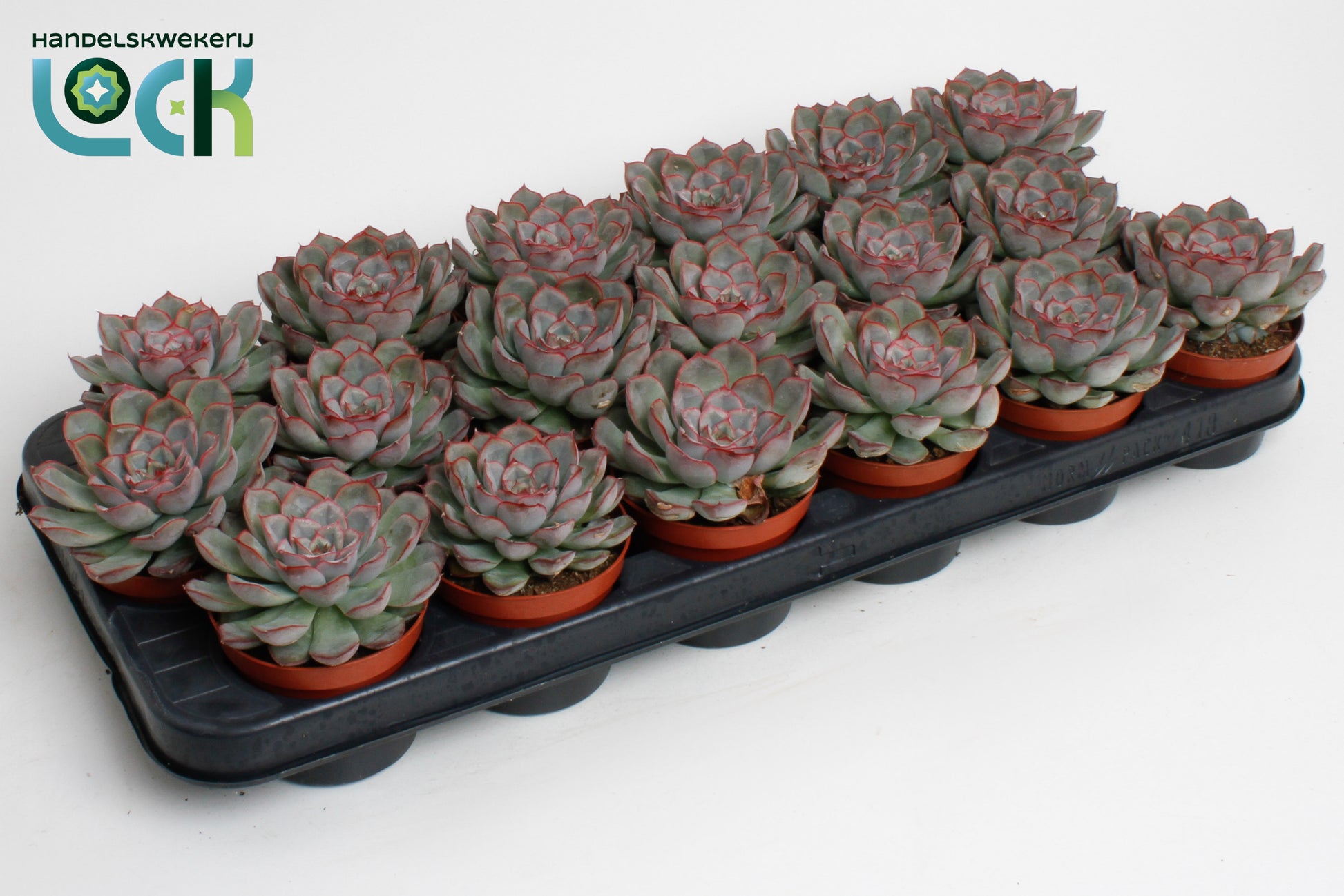 Echeveria deremensis 15cm 8.5cm Pot