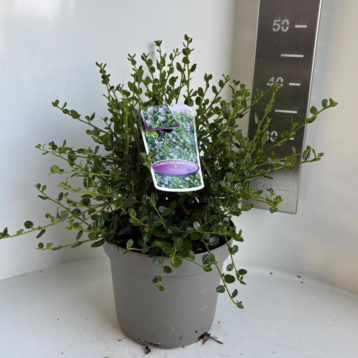 Ceanothus Victoria 45cm 23cm Pot