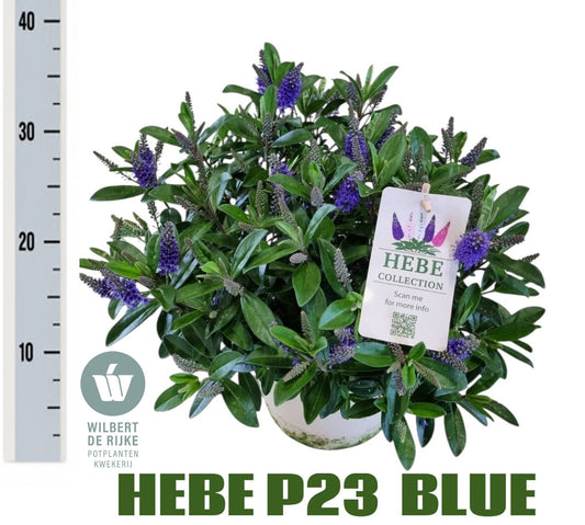 Hebe Taupo 40cm 23cm Pot