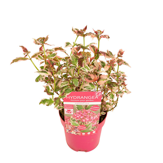 Hydrangea serrata 40cm 15cm Pot
