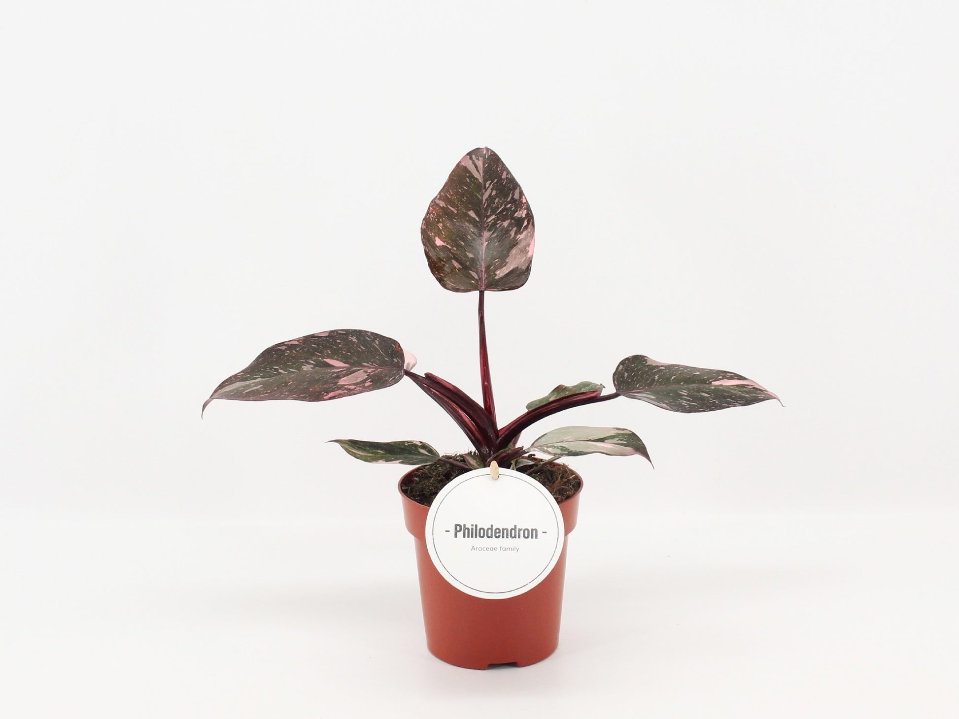 Mostert Nieuwerkerk BV Philodendron Pink Princess Pack of 8