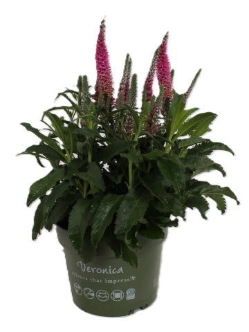 Veronica spic. Anniversary Rose 35cm 17cm Pot