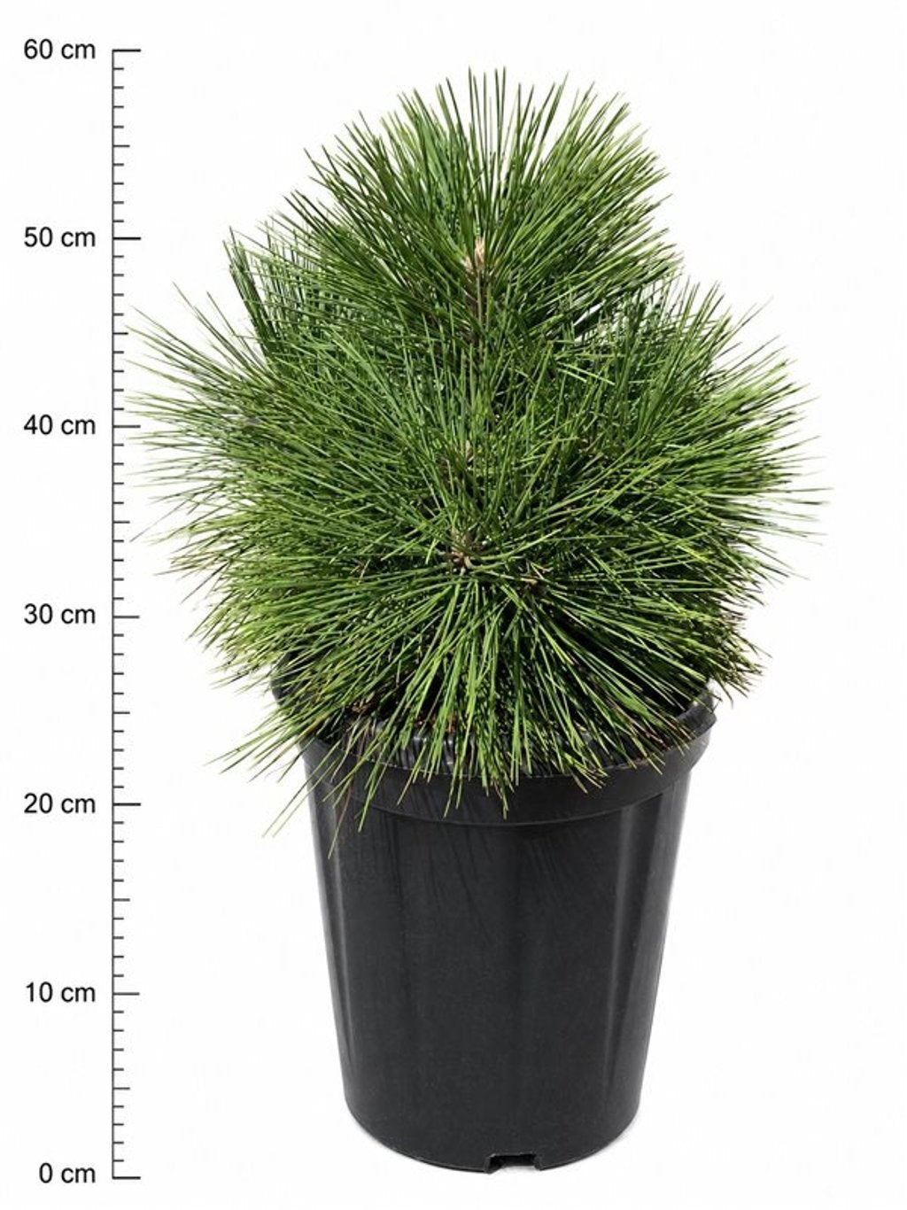 Pinus hybrid 50cm 32cm Pot